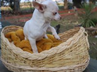 Chihuahua dişi elma kafa küt burun A kalite