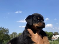 Koca kafa Rottweiler yavruları Burkem‘den