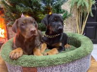 Safkan ırk ve sağlık garantili doberman yavruları