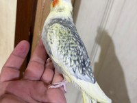 63 günlük kusursuz sultan bebek
