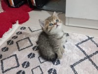 2 Aylık British Shorthair Erkek ve Dişi