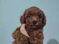 2 aylık erkek dişi poodle yavrular