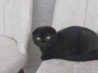 Tatlı scottish fold yavrularımız