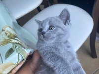 Scottish fold ve british shorthair yavrular