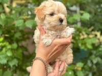 Irkının harikası maltipoo yavrularım