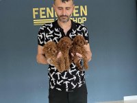 En güzelini arayanlara toy poodle yavrularımız hazır