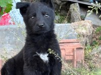 Soli̇d Black - Bicolor Worki̇ngli̇ne Alman Kurdu Yavrular