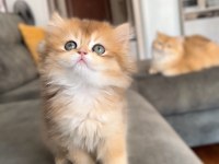 Golden ny12 erkek bebek british longhair