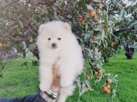 Kar beyazı pomeranian yavrularımız