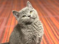 British shorthair yeni yuvasını arıyor ayı surat yavrular