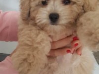DÜNYA TATLISI MALTİPOO YAVRULARI