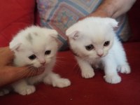 SAFKAN BEYAZ SCOTTİSH FOLD BEBİŞLERİMİZ