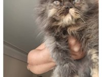 BAKMADAN GEÇMEYİN KEDİLERE