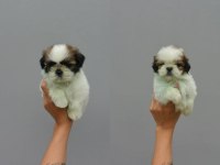 Dünya Tatlısı Shih Tzu Yavruları