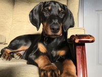 Alman Tankı Dobermans