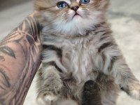 İran persian