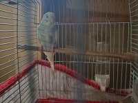 9 aylık erkek tek, bir çift eş muhabbet kuşu