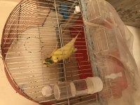 8 adet yavru muhabbet kuşu tam alıştırmalık