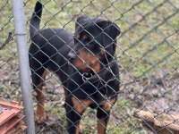 Rottweiler Ücretsiz sahiplendirmek istiyorum