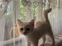 British İran Chinchilla