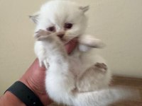 2 ADET LYNX POİNT SCOTTİSH FOLD ERKEK-DİŞİ 2 AYLIK