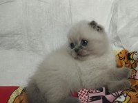 Gri Ve Bluepoint Scottish Fold