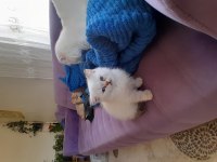 British shorthair erkek golden point