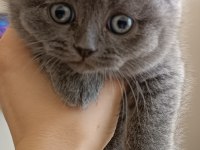 Yavru British Shorthair Kedimiz Yuvasını Arıyor