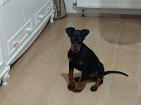 2.5 aylık dişi safkan doberman yavrusu