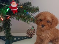 Toy poodle yavrular yeni yuvalarını bekliyor