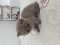 Dişi british shorthair dünyalar tatlısı 2 aylık
