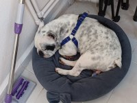 French bulldog