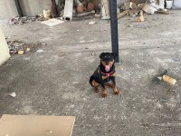 5,5 aylık erkek kalıbında dişi rottweiler