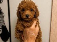 Toy Poodle Yavru Erkek Ve Dişi Yavrular Ücretsiz Teslimat