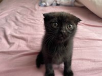Nadir renk özel bebek isteyene uslu scottish fold bebekler
