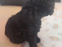 Toy Poodle Siyah