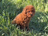 Petmode köpek çiftliğinde ziyarete açık toy poodle