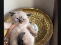SAFKAN AYI SURATLI MAVİ GÖZ YAVRU KEDİLERİMİZ