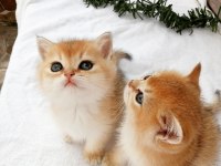 British shorthair Ny 12