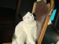 4 yaşındaki scottish fold patimi sahiplendirmek zorundayım