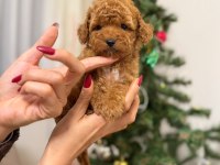 Toy poodle köpeği