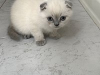 Scottish Fold Blue Point Yavru
