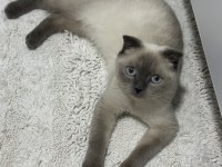 Scottish Fold Ücretsiz Sahiplendirme
