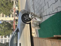 Shih-Tzu Küçük Boylu Süs Köpeği
