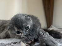 8 haziran doğumlu scottish fold