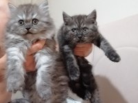 2 aylık british shorthair
