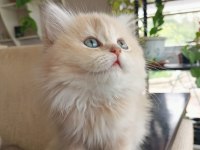 Ay12 dişi british longhair