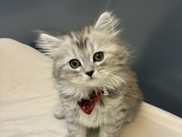 Silver British Longhair Yavrumuz