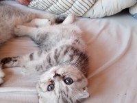 1.5 aylık sağlıklı ve oyuncu scottish fold yavrular