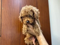 YAVRU TOY POODLE BEBEKLER